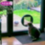 A cat sitting in front of a cat flap installed in a glass door