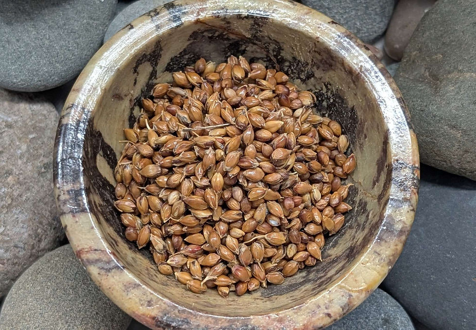 Thumbnail: Burning Bush Seeds (Mexican Fireweed) Herb - Protection • Banishing • Cleansing