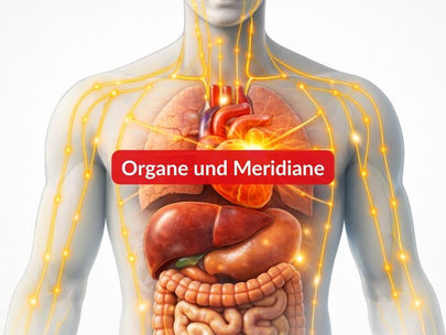 Meridiane und Organe: Ihre Verbindung und Bedeutung für die Energiegewinnung