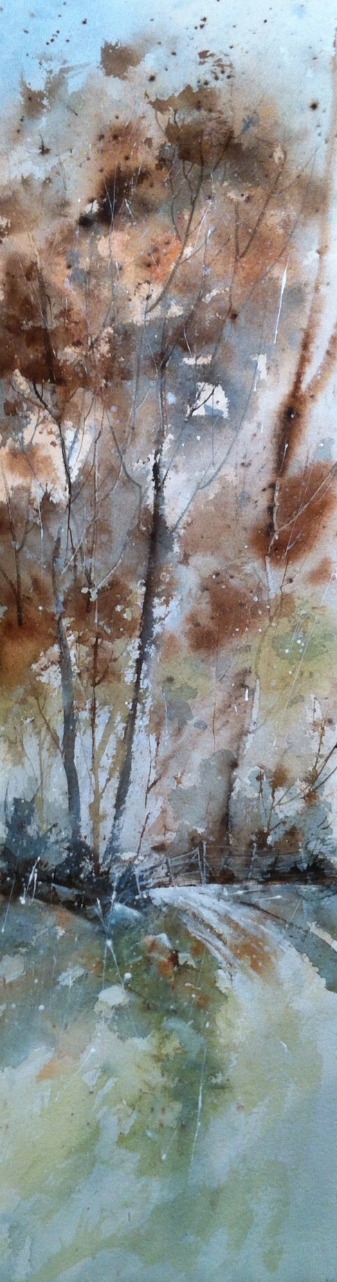Woodland Pathway