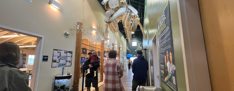Interior hallway of the Marine Science and Technology Center at Highline College. A large whale skeleton is suspended from the ceiling above visitors walking through the exhibit area. On the left wall are marine life displays, posters, and a small aquarium. The hallway has green and beige walls, wood flooring, and ceiling beams painted dark blue. A drinking fountain and educational poster about college programs are visible on the right. Visitors of all ages, including a man carrying a child, are seen exploring the space.