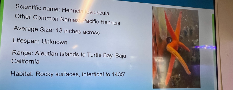 Educational display about the Blood Star (Henricia leviuscula) showing species info, habitat, and a photo of the bright red and orange sea star.