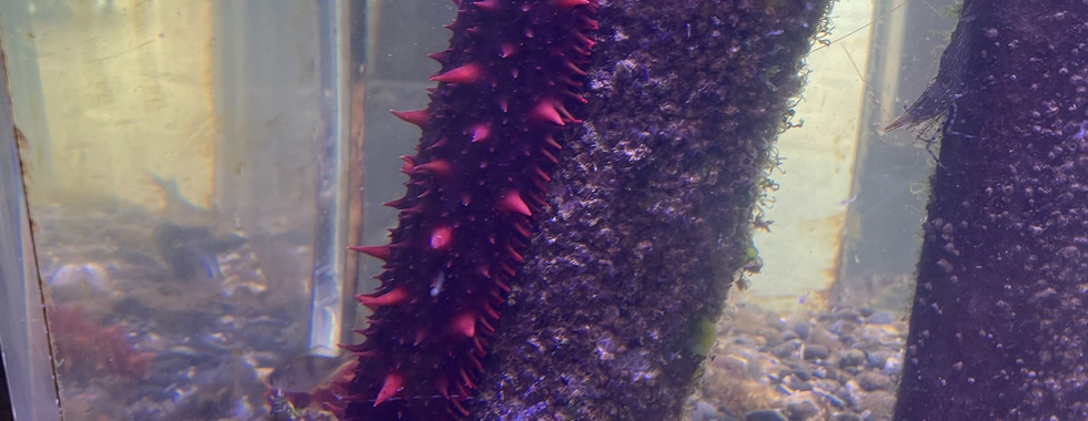 Close-up of a marine aquarium display featuring a vibrant red sea cucumber with spiky protrusions clinging to a rock-covered structure. Small fish swim nearby, and another sea star can be seen attached to the glass in the background. The tank’s gravel bottom is scattered with seashells and bits of algae, adding to the realistic underwater habitat. The scene is lit with purple and blue tones, enhancing the vivid marine colors.
