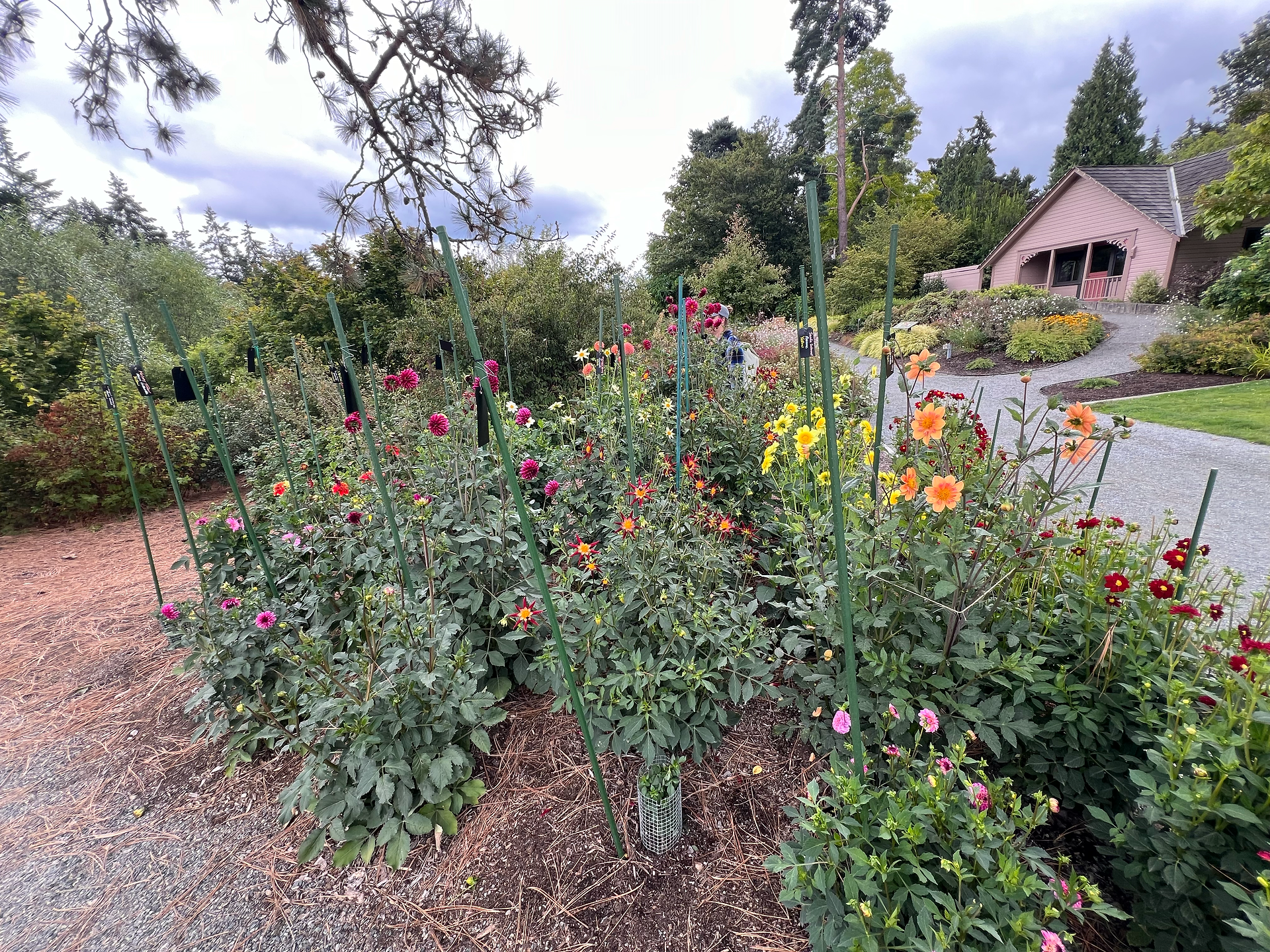 A colorful dahlia garden at the Bellevue Botanical Garden featuring a variety of blooming dahlias in shades of pink, red, yellow, orange, and purple. The flowers are supported by green garden stakes, and a gravel path curves past the vibrant flowerbeds. In the background, a pinkish-tan building with a porch is nestled among manicured shrubs and trees. The scene is framed by a partly cloudy sky and a tranquil, landscaped setting.