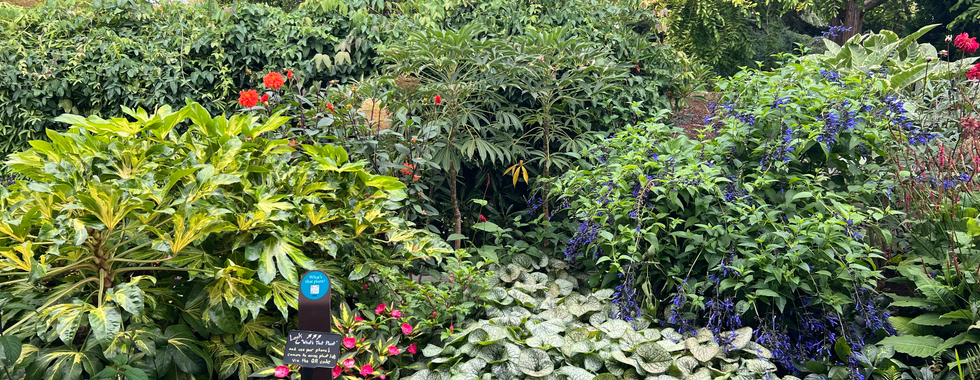A lush and colorful section of the Bellevue Botanical Garden featuring a variety of vibrant plants and flowers, including green leafy shrubs, red dahlias, purple and blue flowering plants, and silvery variegated leaves. A small sign in the middle reads “What’s in Bloom” and includes a QR code for more information. The garden is bordered by a dark stone path in the foreground and surrounded by dense greenery and tall trees in the background.