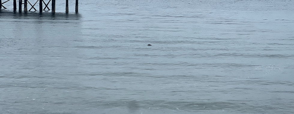 Overcast view of a calm bay or inlet with gentle waves lapping at the shore. A wooden pier extends into the water from the left side of the image. In the distance, the head of a seal is visible just above the waterline. The far shoreline is faintly visible under a cloudy gray sky, contributing to the peaceful, misty atmosphere of the coastal scene.