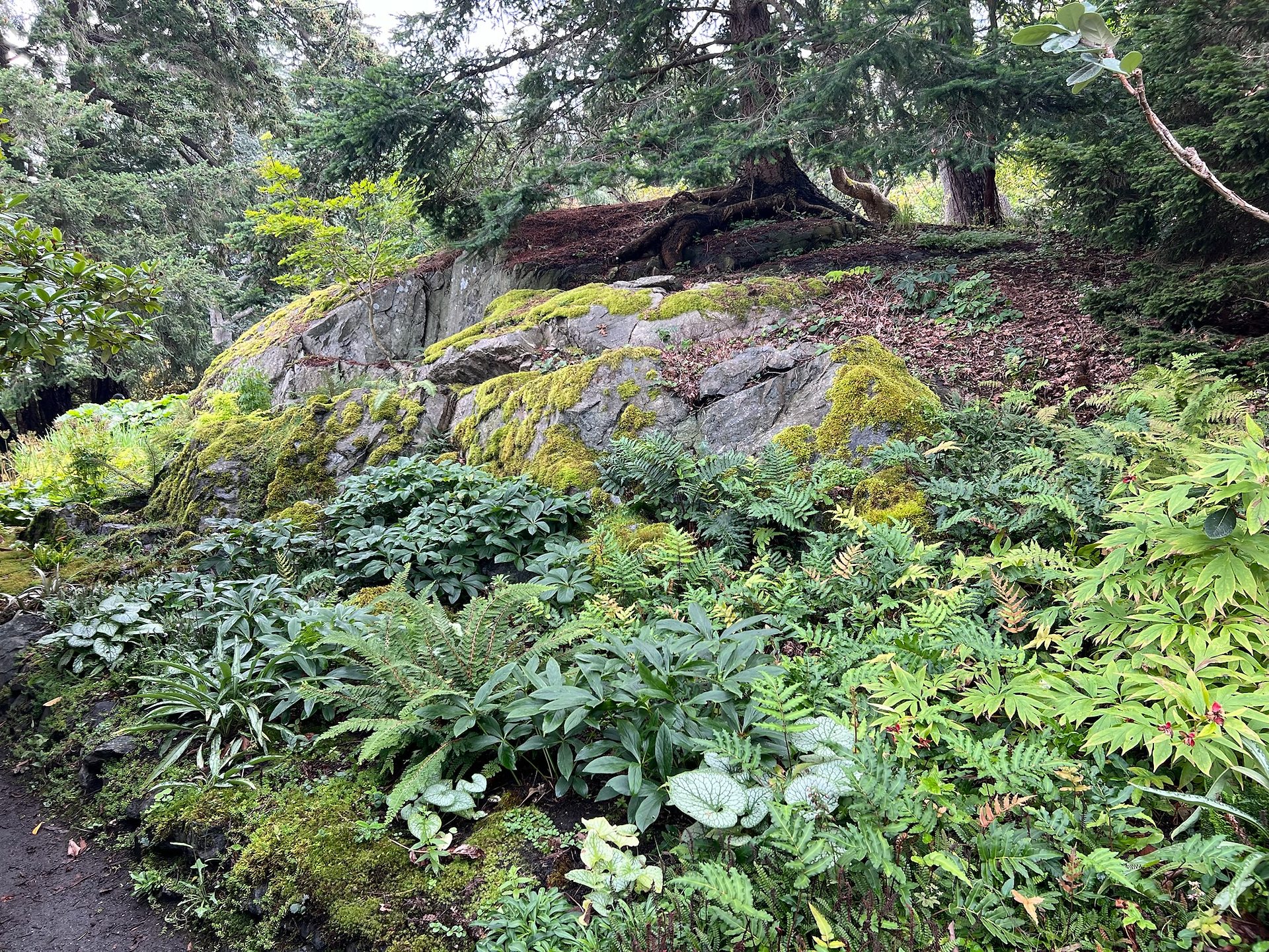 A moss-covered rocky hillside in a lush botanical garden, surrounded by vibrant green ferns and various shade-loving plants beneath tall evergreen trees.