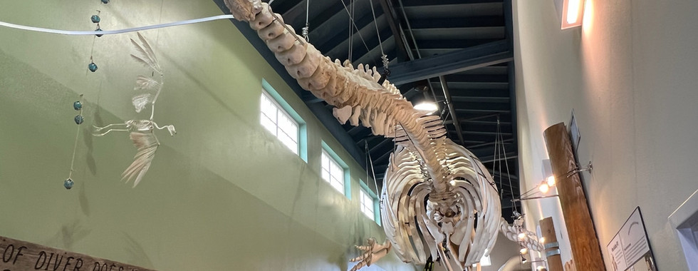 Suspended whale skeleton display hanging from the ceiling at the MaST Center, viewed from tail to skull in a high-ceilinged exhibit hall with visitors below.        Ask ChatGPT