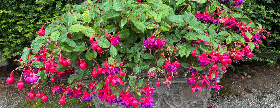 Overflowing stone planter filled with vibrant fuchsia flowers and lush green leaves, placed on a mossy pathway in front of a dark green hedge.