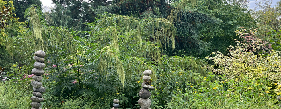 A lush garden scene at the Bellevue Botanical Garden featuring dense greenery, flowering plants, and three vertical stone cairns artistically stacked among the foliage. Tall trees, including evergreens, form a vibrant backdrop, while delicate weeping branches with green catkin-like blooms drape down from the center plants. The mix of textures and colors, along with the serene stone sculptures, creates a peaceful and harmonious atmosphere.