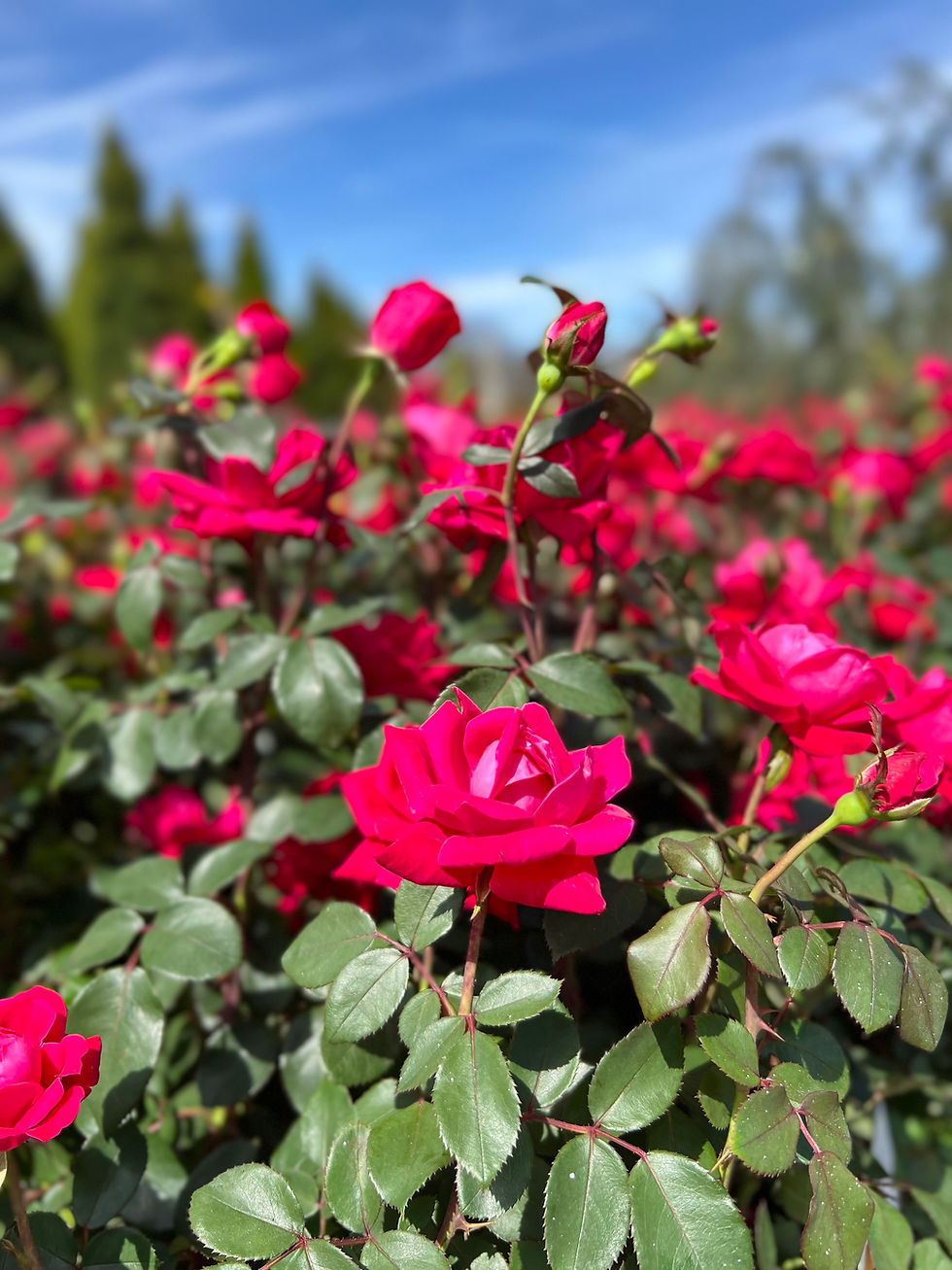 Blooming Red Dbl Knockout Roses