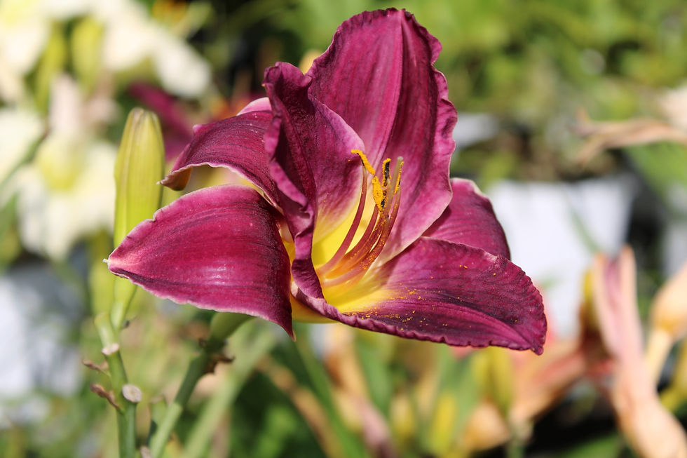 Daylily in bloom
