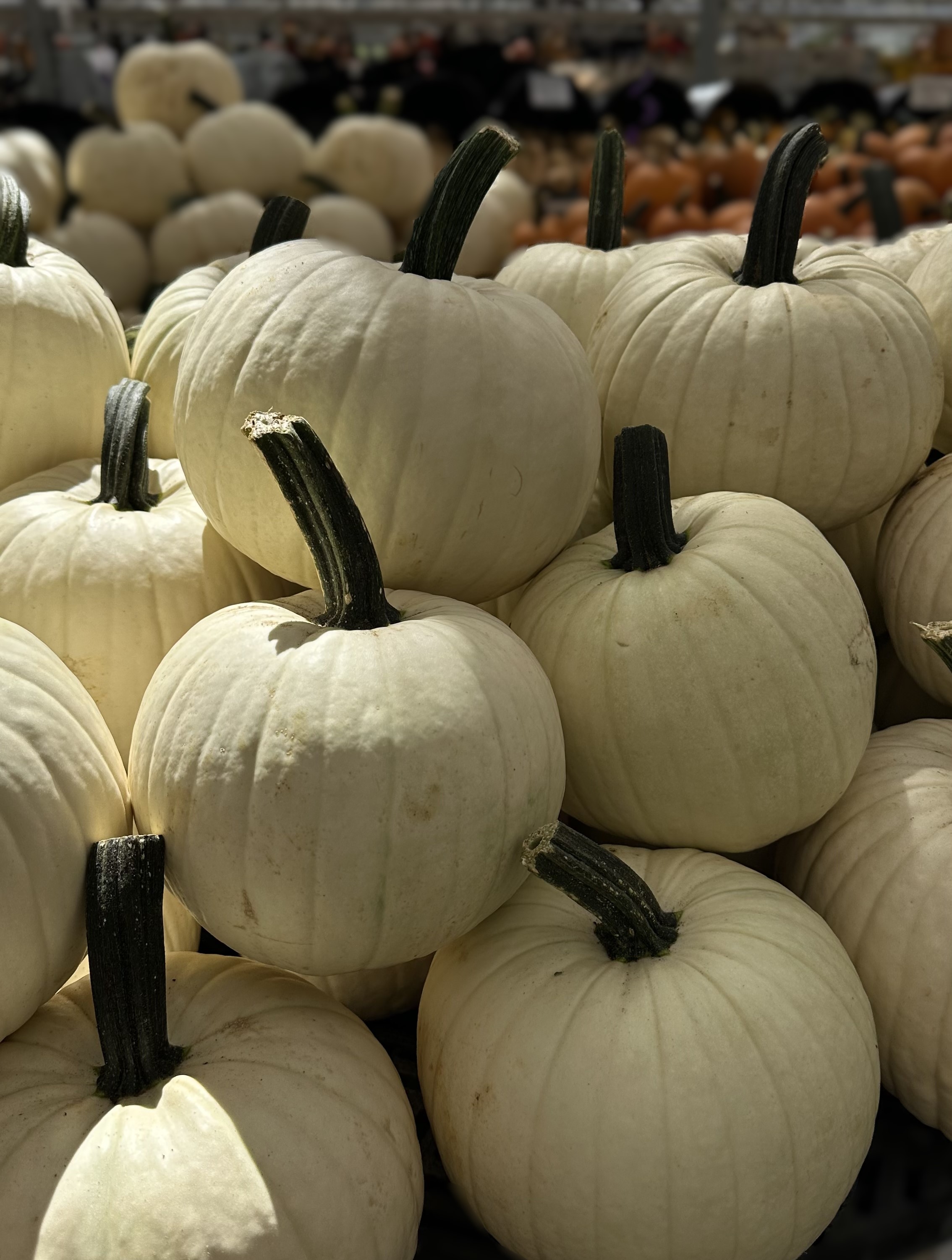 White pumpkins displayed at Maple Leaf Farms