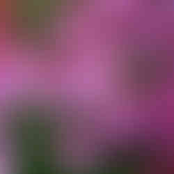 Purple Coneflowers (Echinacea) with bees in a garden