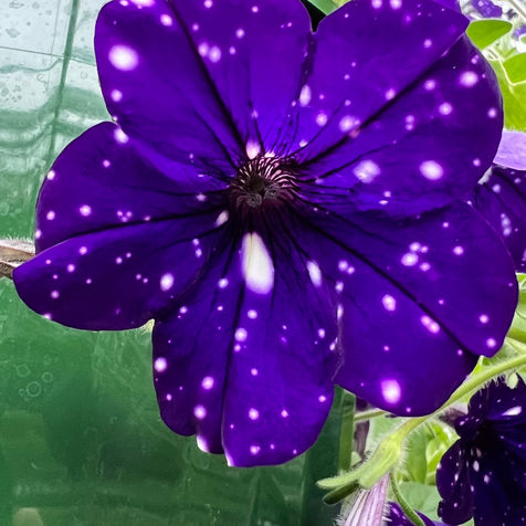 Blue and white two-tone petunia in bloom