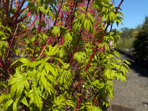 A Coral Bark Japanese Maple Tree