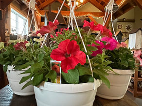 Flowering Petunia Hanging Baskets