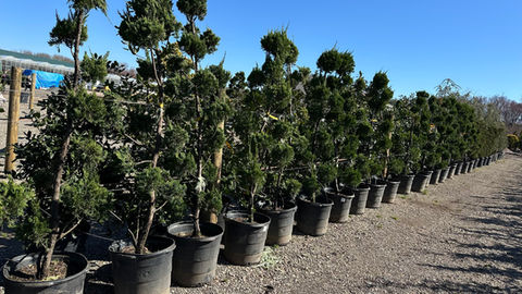 Spirals, pom poms, and shaped evergreens lined up in display