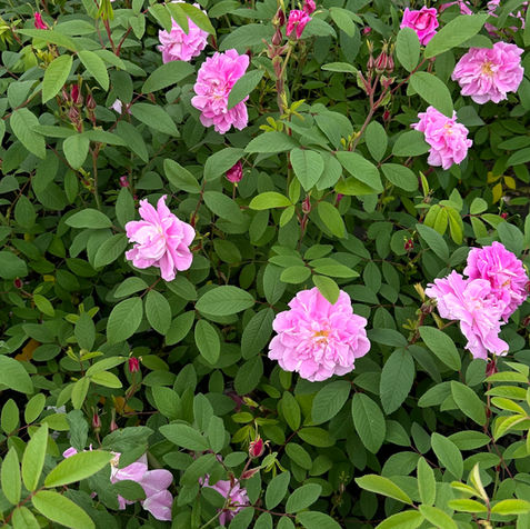Fragrant rose bushes in bloom