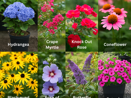 Best Summer Flowering Plants