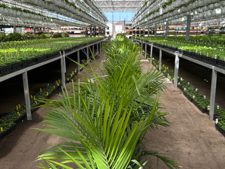 Majesty Palms in greenhouse aisle