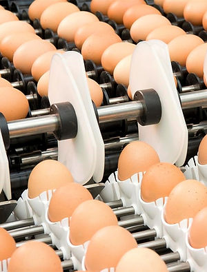 Prinzen egg handling (2).jpg