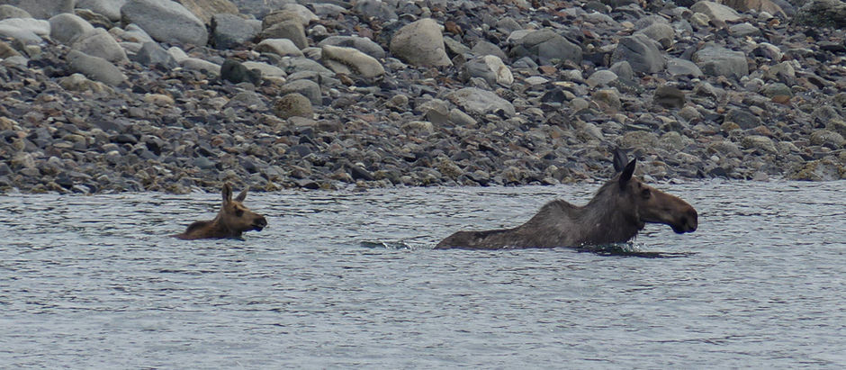 A Moose Takes a Swim and Hoonah