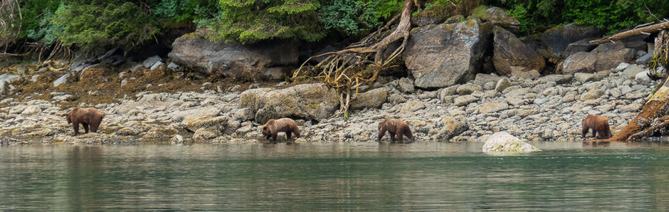 More Bears! Takatz Bay