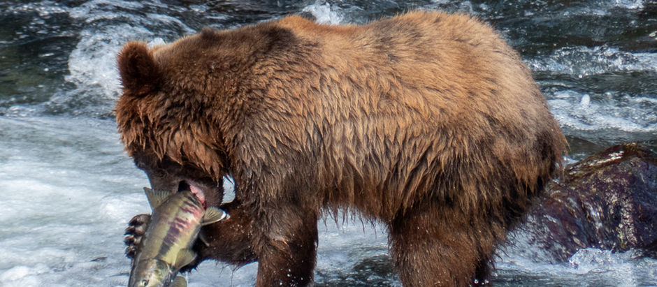 The Moment Bears Have Been Waiting For