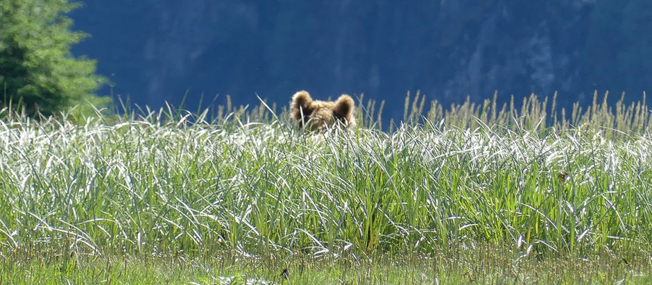 Bears