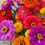 Thumbnail: Vibrant Zinnia Collection