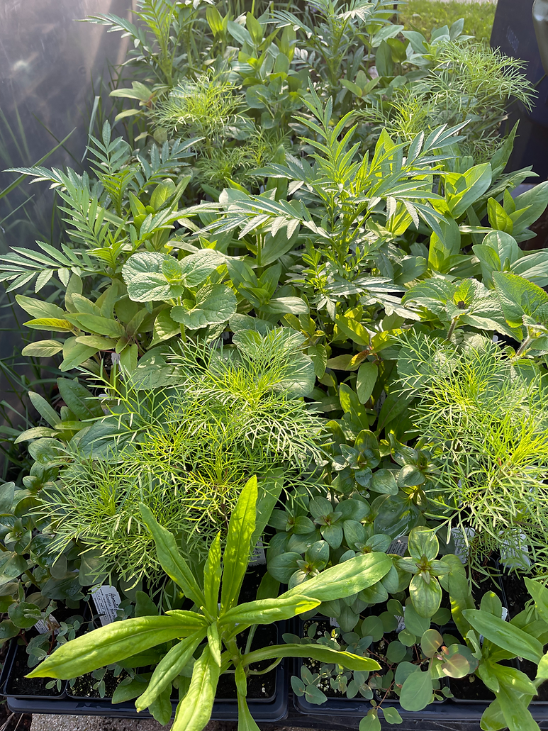 Plants