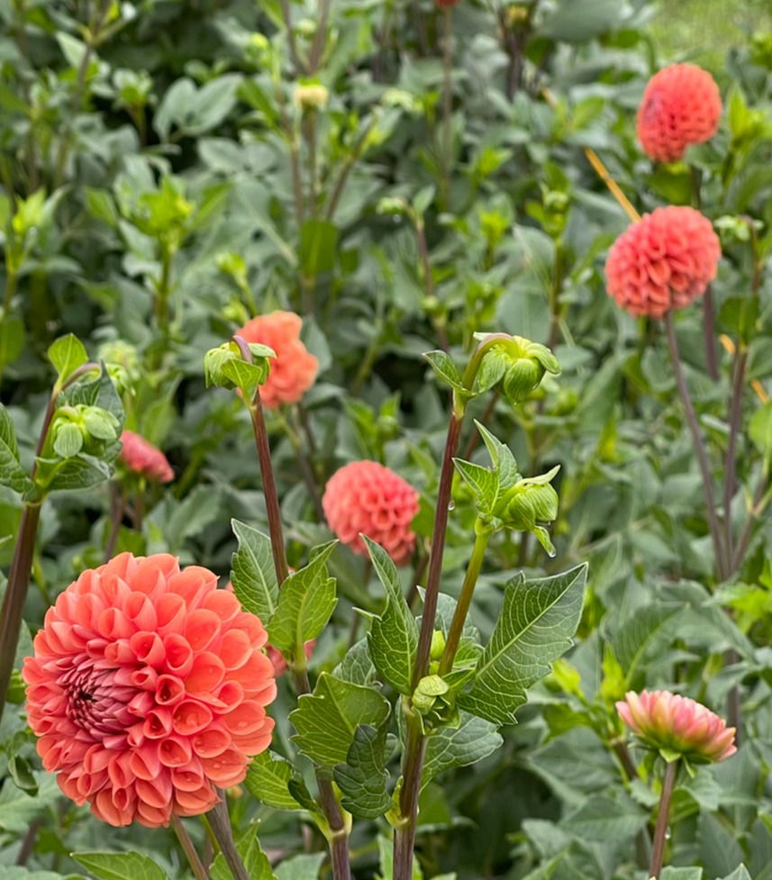 Thumbnail: Rum Punch Dahlia Collection