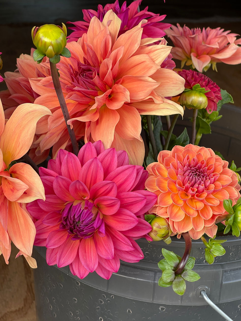 Thumbnail: Rum Punch Dahlia Collection