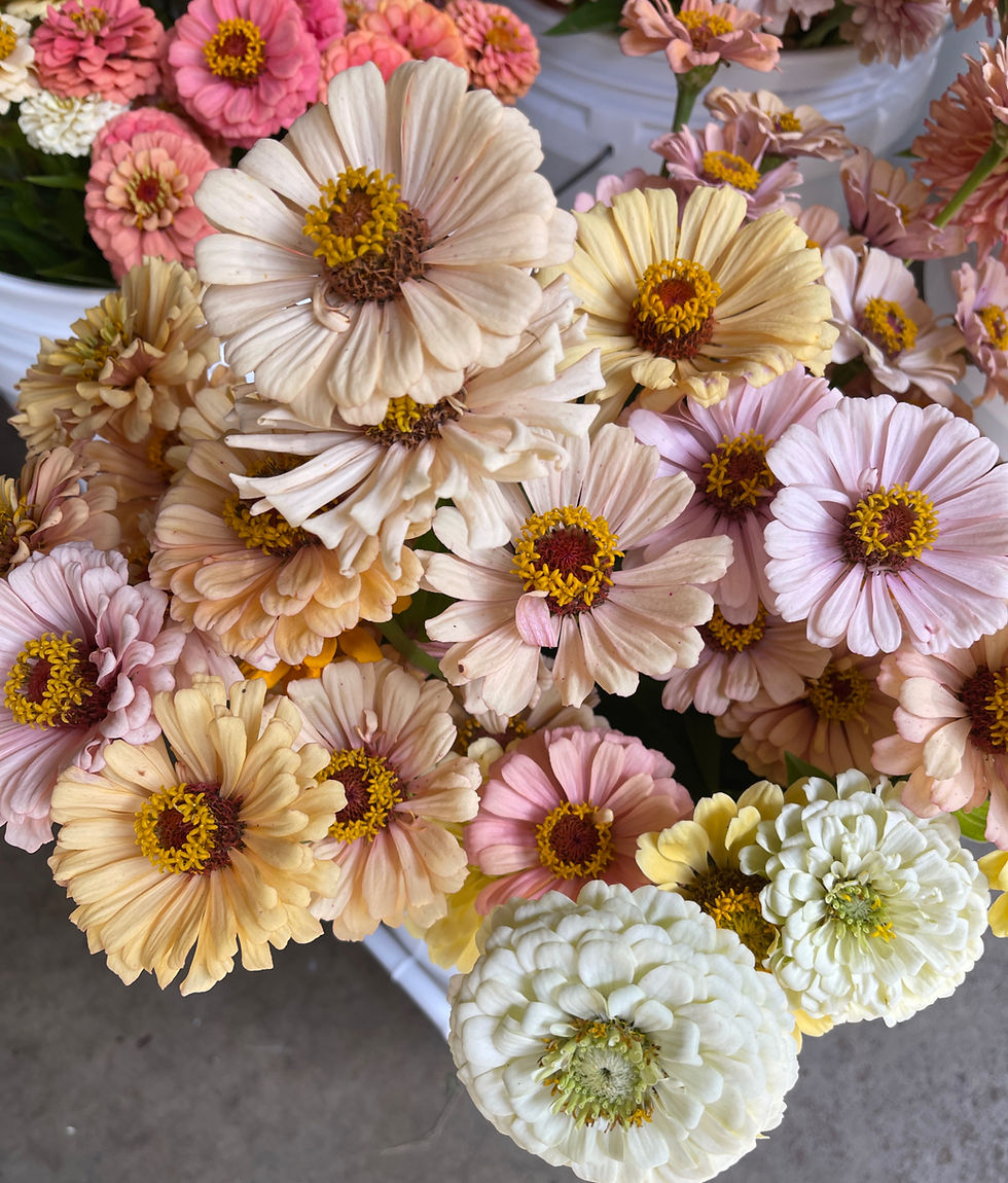 Thumbnail: Pastel Zinnia Collection