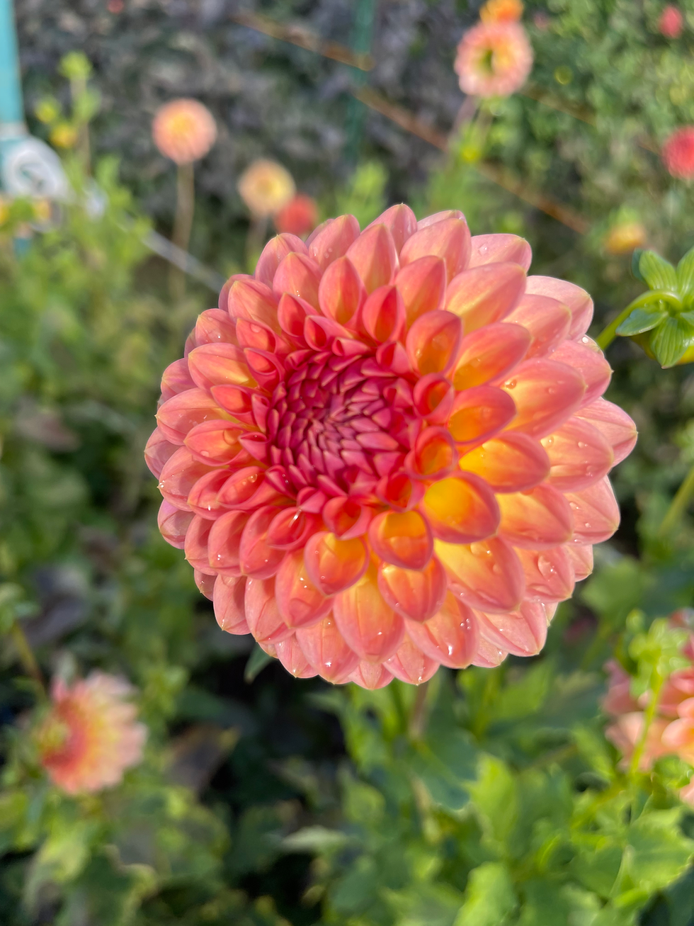 Thumbnail: Rum Punch Dahlia Collection