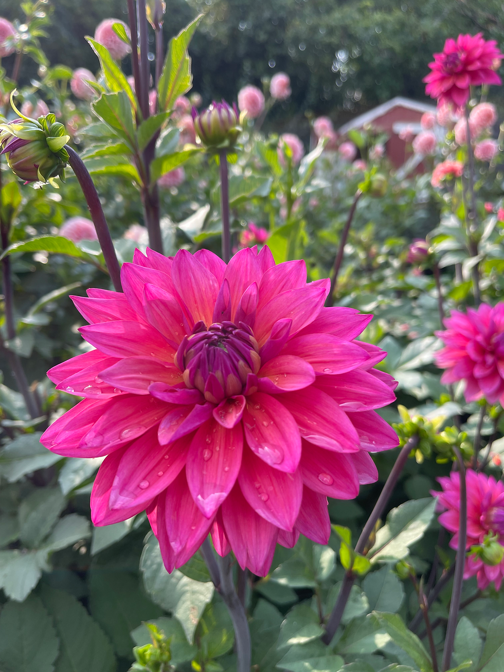 Thumbnail: Rum Punch Dahlia Collection