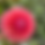 Thumbnail: Rum Punch Dahlia Collection