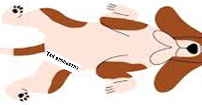 Registroperrostatuaje.jpg