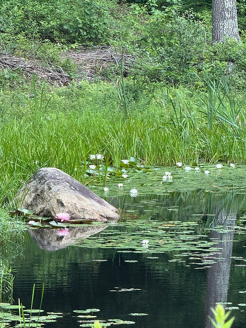 Lily Pads 1.JPEG