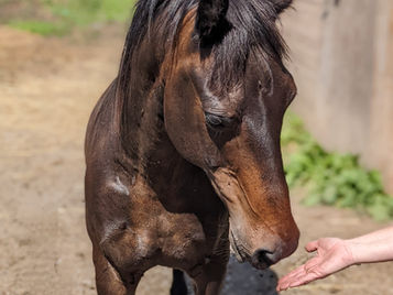 Pony with an outstretched hand