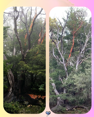 The Old Madrone