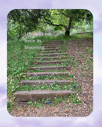 Gratitude reminds me that growth rarely happens through pressure. Tiny flowers push gently through old wooden steps, not with struggle, but with persistence and trust in the light. Healing often happens the same way — slowly, quietly, and naturally. Visit "www.ThankU.io" for the full story. #ThankU.io #Gratitude #SantaCruzMountains