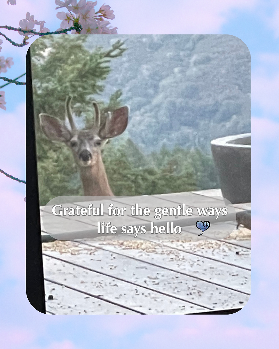 Sometimes connection arrives softly. A quiet visitor outside the window can feel like life itself pausing to say hello. These small encounters remind me that wonder still lives in ordinary days. Visit "www.ThankU.io" for the full story. #ThankU.io #Grateful #SantaCruzMountains