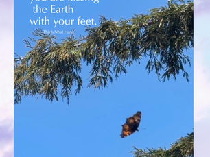 Grateful for Walking Gently Through Life