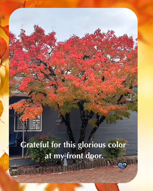 Our Maple Has the Last Word on Fall
