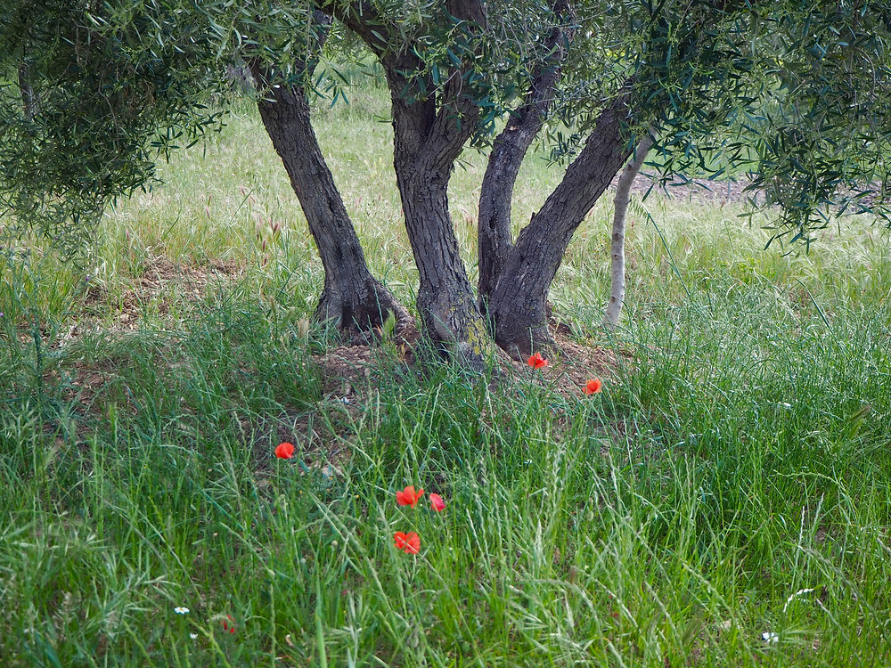The 4 main branches that make up one new olive tree