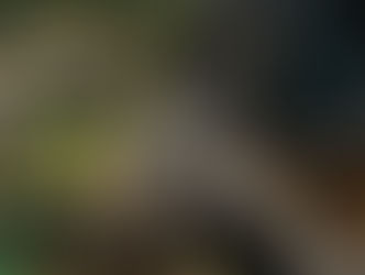 El trenecillo de los animales