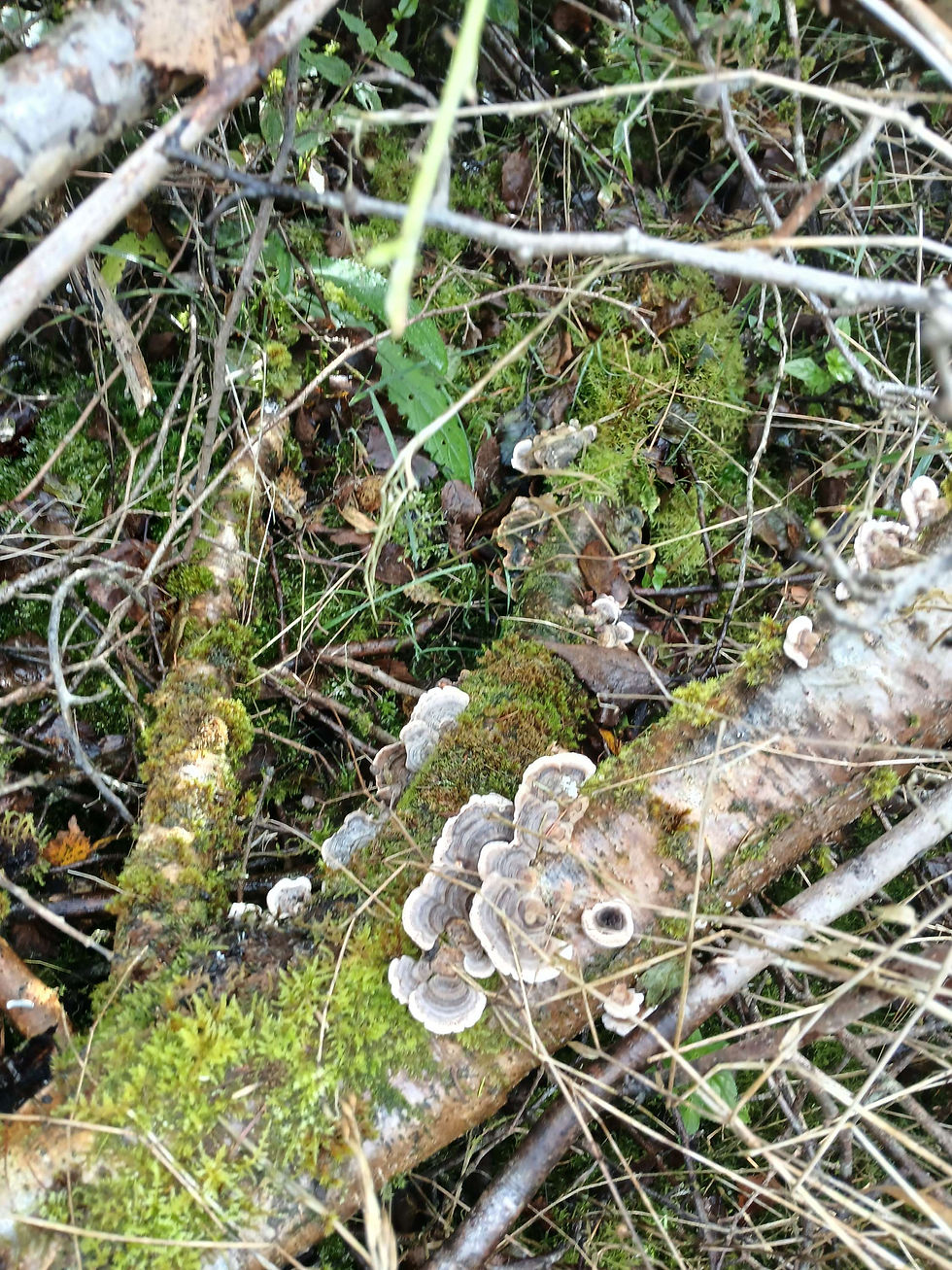 Thumbnail: Turkey Tail (Trametes Versicolor)Dried