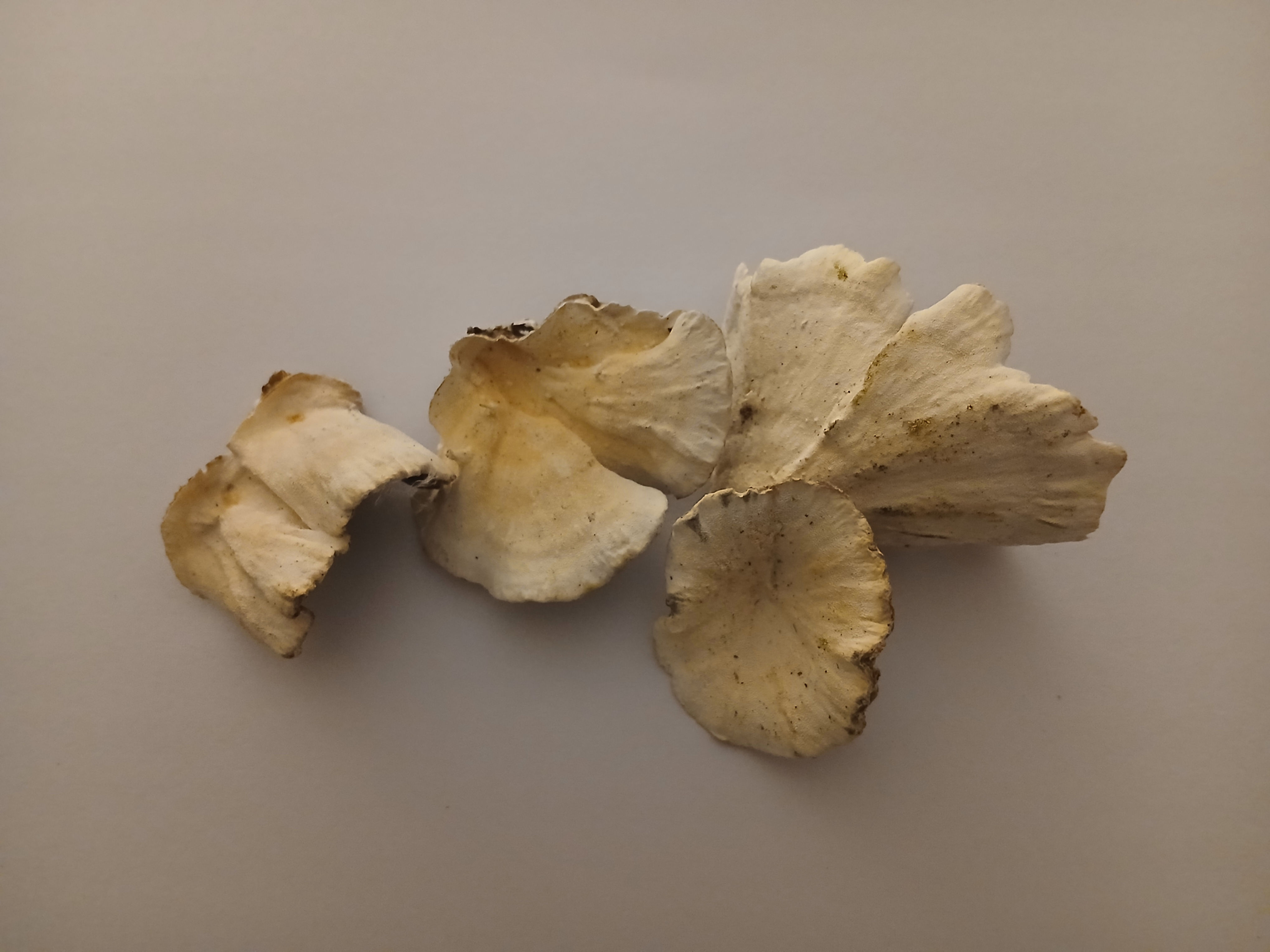 Turkey Tail Powder 